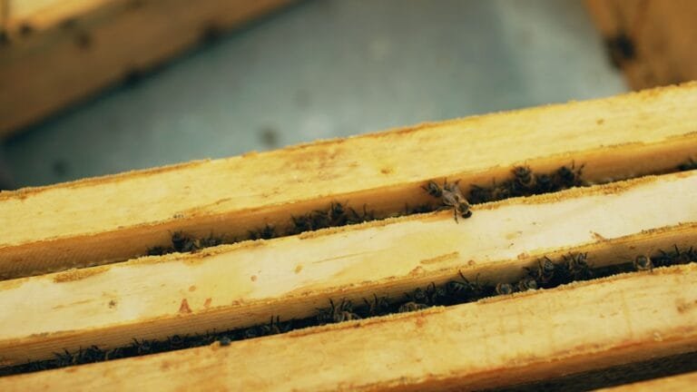 comment enlever de la colle sur du bois